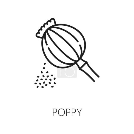 Illustration for Poppy seeds isolated outline icon. Vector papaver flower seasoning design, poppy flower seed head thin line, organic food condiment, narcotic plant - Royalty Free Image