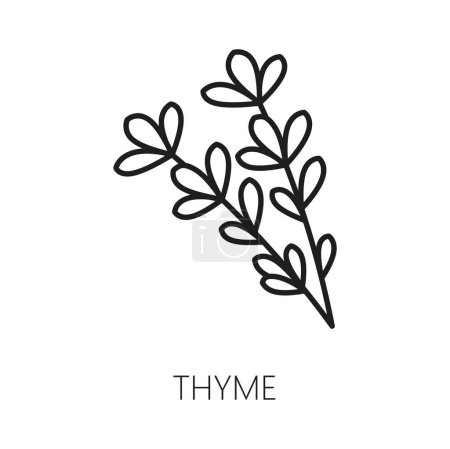 Illustration for Thyme spice herb isolated natural food seasoning outline icon. Vector oregano natural garnish, essential herbal product, vegetarian food with leaves - Royalty Free Image