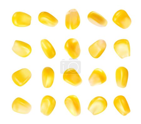 Illustration for Realistic isolated yellow ripe corn grain seeds perfect for planting and cultivation. Isolated 3d vector set of seeds hold the potential for growth and abundant harvest. Farm natural product elements - Royalty Free Image