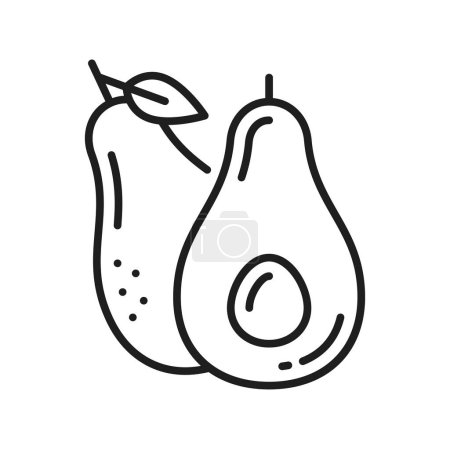 Ilustración de Fruta entera de la baya del aguacate, icono crudo de la línea de pera de cocodrilo. Postre tropical exótico vectorial, merienda de alimentos a base de frutas de hueso. Comida vegetariana, pulpa con semillas - Imagen libre de derechos