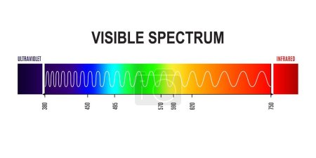 Ilustración de Longitud de onda, onda visible del espectro de luz de la frecuencia ultravioleta a infrarroja. Física e infografías vectoriales electromagnéticas con gradiente de colores de arco iris o diagrama de luz visible ocular humana - Imagen libre de derechos