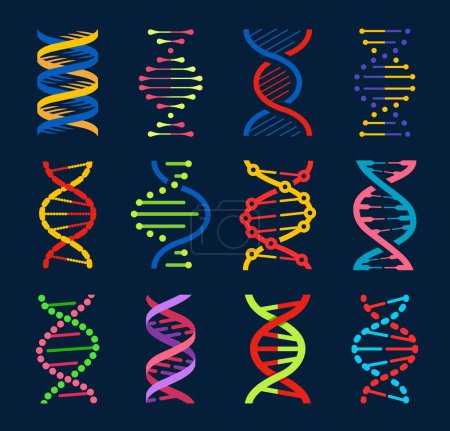 Ilustración de Hélices vectoriales de ADN de moléculas de genes humanos. Genética y biología ciencia, medicina tecnologías y biotecnología símbolos aislados de la hélice del ADN. Hilos espirales coloridos de moléculas cromosómicas, cadenas - Imagen libre de derechos