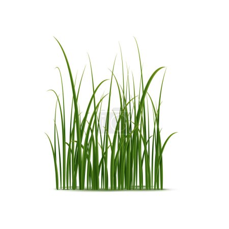 Téléchargez les illustrations : Herbe verte réaliste, vecteur 3D isolé groupe détaillé de lames de plantes naturelles pour les services d'aménagement paysager ou de jardinage, ou des conceptions environnementales - en licence libre de droit