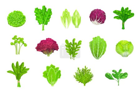 Illustration for Cartoon salad vegetables, lettuces and green leaf food, isolated vector icons. Salad lettuces of kale, spinach or Chinese cabbage, arugula, chicory or watercress and chard salad or radicchio lettuce - Royalty Free Image