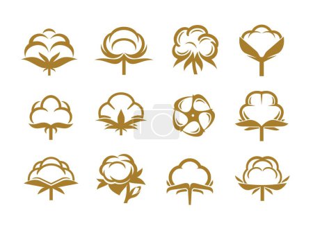 Illustration for Cotton icons of vector flowers with soft fiber balls. Isolated vector plants of organic natural cotton with soft bolls, floral buds and leaves, vintage signs set for bio fabric or natural materials - Royalty Free Image