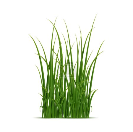 Téléchargez les illustrations : Grappe réaliste d'herbe verte isolée sur fond blanc. Lames détaillées vectorielles 3D avec des textures complexes pour une utilisation dans des projets d'aménagement paysager, de jardinage ou de conception à thème naturel - en licence libre de droit