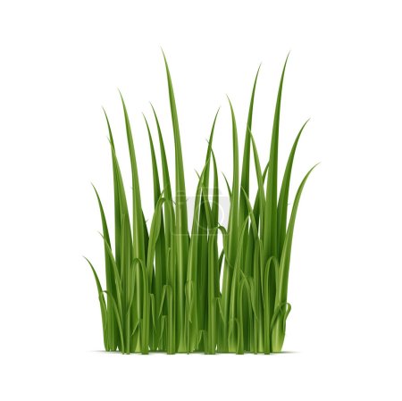 Ilustración de Cuchillas de hierba realista vector aislado 3d elemento para la creación de paisajes vívidos y de aspecto natural, tallos de plantas exuberantes o hojas de crecimiento - Imagen libre de derechos