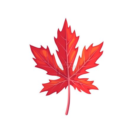 Ilustración de Hoja de arce rojo, encarna tonos ardientes otoñales. Sus intrincadas venas capturan el arte de la naturaleza, celebrando las estaciones cambiantes. Símbolo vectorial aislado de Canadá, follaje forestal de temporada de otoño, elemento único - Imagen libre de derechos