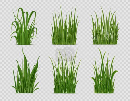 Illustration for Realistic grass, green field or lawn plants, vector nature. Isolated 3d tufts and bunches of spring garden, back yard or meadow grass carpet with fresh green leaves, blades and sprouts - Royalty Free Image
