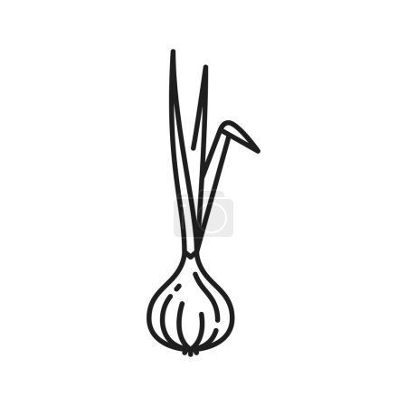 Ilustración de Vegetal raíz de cebolla con hojas, aislado icono de línea delgada. Vector entero nutrición tubérculo, comida picante verduras de comestibles. Vegetales de raíz, cebolla sin pelar bulbo - Imagen libre de derechos