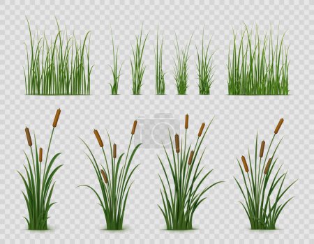 Illustration for Realistic reed, sedge and grass or green plant leaves, isolated vector on transparent background. Realistic reed, pond or river nature, swamp sedge and lake grass for summer garden landscape - Royalty Free Image