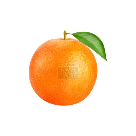 Téléchargez les illustrations : Agrumes entiers orange mûrs réalistes. Vecteur 3D isolé plante vibrante avec feuille verte, possède un arôme acidulé et juteux, chair douce qui éclate avec zeste rafraîchissant, une délicieuse explosion de soleil - en licence libre de droit