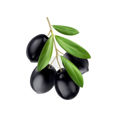 Illustration for Realistic isolated black olives branch and leaves. 3d vector raw glossy berries, nestled amidst vibrant green foliage, dangle from a rustic branch, offering a tantalizing taste of the Mediterranean - Royalty Free Image