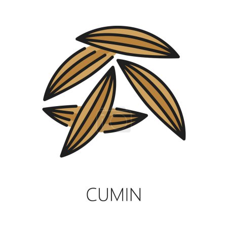 Illustration for Cumin or caraway seeds isolated culinary herb seasoning icon. Vector food condiment, organic plant used in cooking and traditional medicine - Royalty Free Image