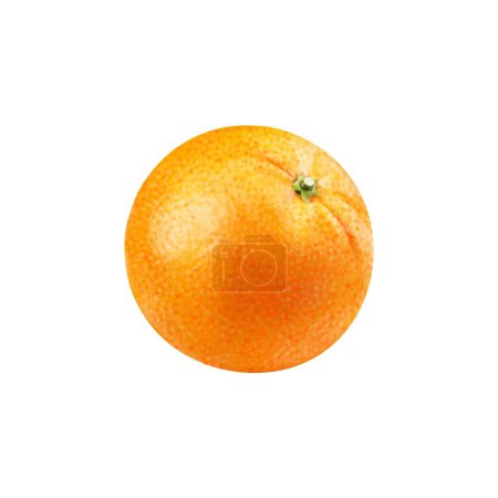 Téléchargez les illustrations : Agrumes entiers orange mûrs réalistes. Isolé vecteur 3d plante tropicale luxuriante avec des notes vibrantes à la douceur juteuse à l'intérieur, promettant une explosion de tang rafraîchissant à chaque morsure - en licence libre de droit