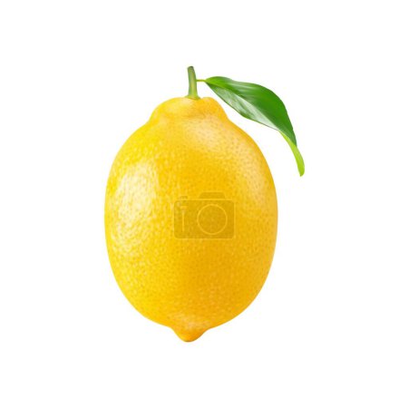 Illustration for Realistic ripe yellow lemon whole citrus fruit with green leaf. Isolated 3d vector vibrant, zesty tropical plant bursting with citrusy aroma and tart flavor. Its yellow skin hides juicy segmented pulp - Royalty Free Image