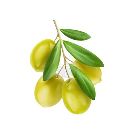 Realistisch isolierte grüne Oliven auf Zweigen mit Blättern. 3D-Vektor frische, lebendige Beeren glitzern am Stiel, eingebettet zwischen üppigen Blättern, die mediterrane Frische und köstliche Küche verkörpern