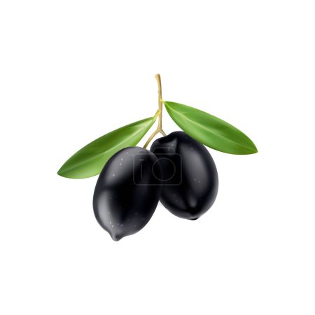 Illustration for Realistic isolated black olives on branch with leaves. Close-up 3d vector fresh plump glossy berries, hanging on stem, adorned with vibrant foliage, promising a taste of Mediterranean cuisine - Royalty Free Image