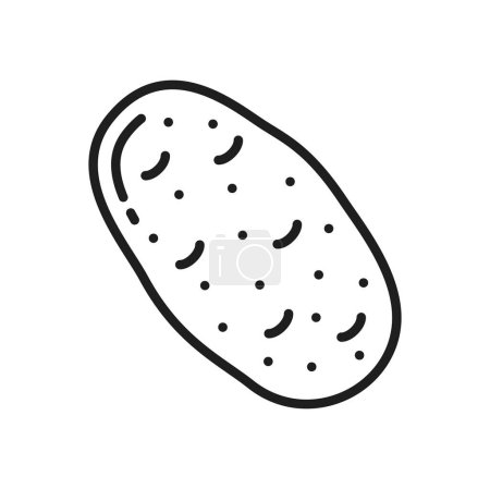 Illustration for Sweet potato isolated bulbous tuber vegetable food line icon. Vector unpeeled large potato. Farming and agriculture product, vegetable root, uncooked veggie - Royalty Free Image