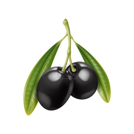 Téléchargez les illustrations : Olives noires réalistes branche avec des feuilles. Cuisine méditerranéenne rameaux d'olivier noir frais, récolte de jardin agricole, plante oléicole, fruits biologiques vecteurs. Alimentation végétarienne baie d'olive isolée - en licence libre de droit