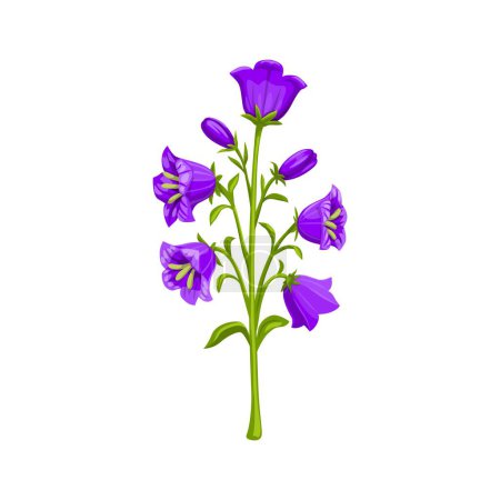 Ilustración de Campanula o bellflower, planta vectorial de dibujos animados aislada. Encantadora flor perenne con flores delicadas, ilíacas o púrpuras, en forma de campana adornan los campos forestales y jardines con su belleza agraciada - Imagen libre de derechos