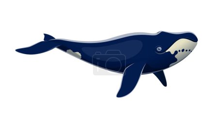 Ilustración de Personaje de ballena de bowhead de dibujos animados. Vida silvestre del océano y animales acuáticos lindo personaje. Mar del Norte mamífero grande, fauna submarina carácter vectorial aislado, ballena ballena divertida mascota - Imagen libre de derechos