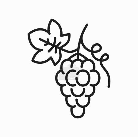 Ilustración de Manojo aislado de bayas de uva con hojas icono de contorno. Vector vegetariano postre, uva isabella, moscatel dulce. Bayas de uva maduras ecológicas - Imagen libre de derechos