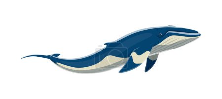 Téléchargez les illustrations : Baleine à bosse caractère animal. Vecteur de dessin animé isolé énorme mammifère marin avec nageoire dorsale à bosse et chants mélodiques. Habite les océans, avec une taille impressionnante et des acrobaties sous-marines gracieuses - en licence libre de droit