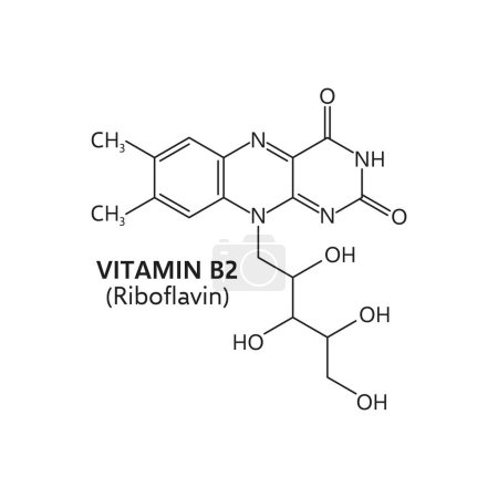 Illustration for Vitamin b2, riboflavin molecular formula, vector structure c17h20n4o6 consists of a central benzene ring with a ribitol side chain, essential for energy metabolism in the body, and tissue maintenance - Royalty Free Image