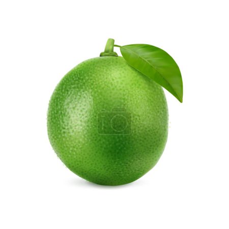 Illustration for Realistic green ripe raw lime fruit, isolated whole citrus fruit. 3d vector vibrant tropical plant, exudes freshness, its smooth leaf and textured shiny skin concealing zesty citric pulp within - Royalty Free Image