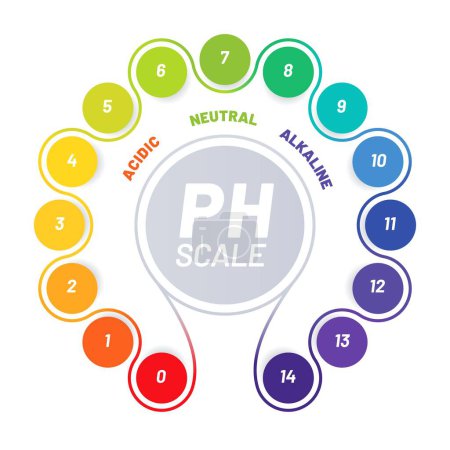 Illustration for PH scale of food acid balance, chart with indicators of acidic, neutral and alkaline values, vector test. Food and water chemical, analysis scale of PH with spectrum colors table for acidity balance - Royalty Free Image