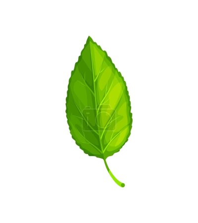 Illustration for Green tree leaf, isolated cartoon vector foliage, vital component of a tree photosynthesis process, responsible for converting sunlight into energy, essential for a tree growth and oxygen production - Royalty Free Image