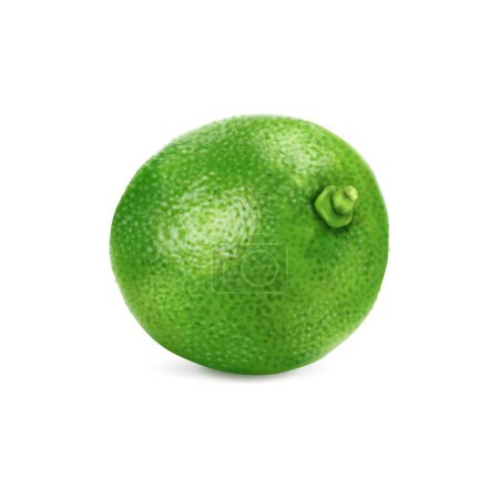 Illustration for Realistic green ripe raw lime fruit, isolated whole, citrus fruit, ready to awaken taste buds with its tangy and refreshing flavor. 3d vector tropical plant, promising a citrusy delight for the senses - Royalty Free Image