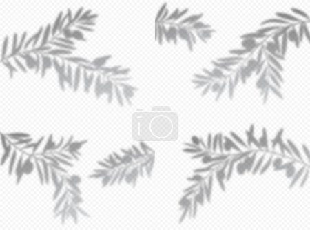 Illustration for Olive tree branch leaves, shadow overlay background. Vector set of graceful foliage casts delicate shades, dancing in the sunlight, creating a tranquil pattern on the ground below or on the wall - Royalty Free Image
