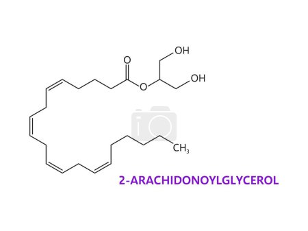 Neurotransmitter, 2-Arachidonoylglycerol or 2-AG chemical formula of molecule, vector molecular structure. 2-Arachidonoylglycerol, neuromodulator of nervous system and receptors in molecular structure