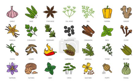Illustration for Spice, herbs and seasonings outline icons. Cardamom, arugula leaf, thyme, saffron and nutmeg, mint, cress, mustard and poppy seed kitchen seasonings, cooking ingredient color line pictograms or icons - Royalty Free Image
