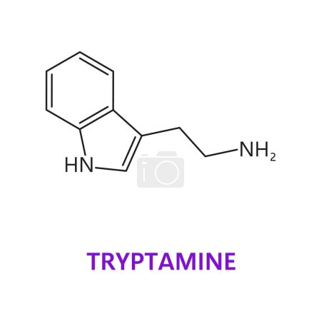 Illustration for Neurotransmitter, Tryptamine chemical formula and molecule structure, vector icon. Metabolite and neurotransmitter of essential amino acid with molecular structure for neuroscience and microbiology - Royalty Free Image
