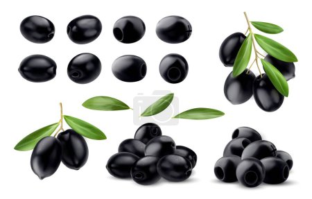 Ilustración de Aceitunas negras aisladas realistas, rama de olivo y hojas. 3d vector conjunto de frutas crudas y oscuras con rico sabor salado utilizado en la cocina mediterránea y están llenos de grasas saludables y antioxidantes - Imagen libre de derechos