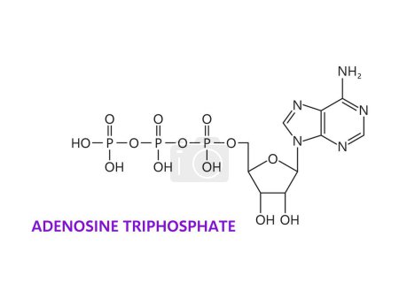 Neurotransmetteur, adénosine triphosphate formule chimique de la molécule, structure moléculaire vectorielle. Adénosine triphosphate ou acide nucléique ATP, neurones du corps et cellules nerveuses structure moléculaire modulateur