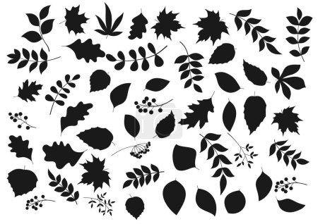 Illustration for Leaves and berries vector black silhouettes. Maple, rowan and chestnut, oak, elm and ash and birch tree branches. Autumnal monochrome foliage and berries elements set isolated on white background - Royalty Free Image