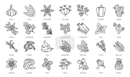 Illustration for Spice, herbs and seasonings outline icons. Garlic, sage, star anise, dill head and paprika, ginger, vanilla, coriander, rosemary, black pepper and cinnamon, basil, clove, onion thin line vector icons - Royalty Free Image