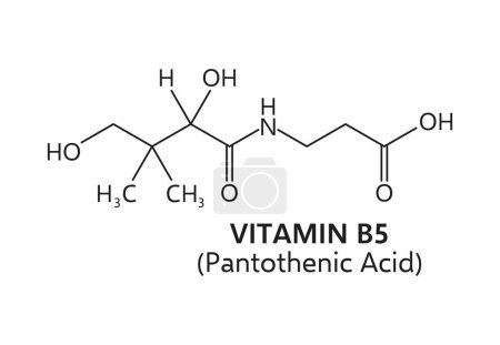 Téléchargez les illustrations : Vitamine b5, ou structure de formule chimique d'acide pantothénique comprenant une portion d'acide pantoïque liée à un groupe bêta-alanine. Schéma vectoriel de l'élément qui joue un rôle crucial dans le métabolisme énergétique - en licence libre de droit