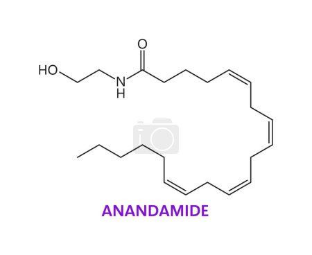 Illustration for Neurotransmitter, Anandamide ANA chemical formula and molecule, vector molecular structure. Anandamide or N-arachidonoylethanolamine, fatty acid neurotransmitter molecular structure for neuroscience - Royalty Free Image