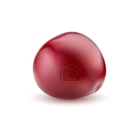Illustration for Realistic ripe cherry. Isolated raw red cherry berry. 3d vector vivid, and tempting fruit with glossy red skin, beckoning with freshness and sweetness. Healthy food promising a burst of juicy flavor - Royalty Free Image