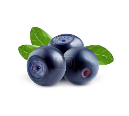 Realistic ripe blueberry. Isolated raw blue berry 3d vector vibrant pile. Juicy, glistening blaeberries with natural hues, nestled among fresh green leaves, exuding an enticing aroma of sweetness