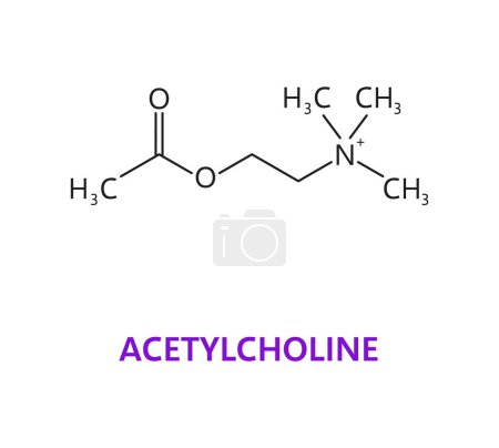 Illustration for Neurotransmitter, Acetylcholine ACh chemical formula and molecule, vector molecular structure. Acetylcholine, ester of acetic acid and choline, neurotransmitter of neuron receptors in nervous system - Royalty Free Image