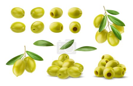 Téléchargez les illustrations : Olives vertes isolées réalistes, branche d'olivier et feuilles. Ensemble vectoriel isolé de collation méditerranéenne populaire savoureuse et saumâtre avec une couleur verte vibrante et une texture ferme. Ingrédient de cuisine polyvalent - en licence libre de droit