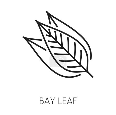 Bay leaf kitchen herb, laurel leaves outline icon. Vector dry bayleaf, bunch of bay leaves, medical herbal laurus plant, cooking herb