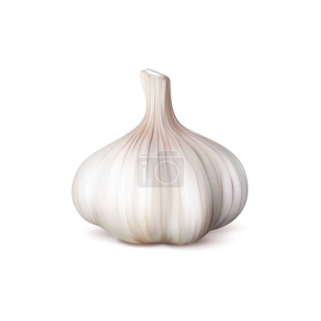 Illustration for Ripe raw realistic garlic seasoning vegetable. Whole isolated garlic head. 3d vector aromatic bulb with papery skin revealing plump cloves, ready to elevate any culinary dish with robust flavor - Royalty Free Image