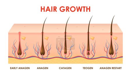 Hair growth cycle or follicles phase with human scalp hair roots structure, vector info diagram. Hair grow cycle anagen, catagen and telogen of hair bulbs phase for trichology medicine infographics